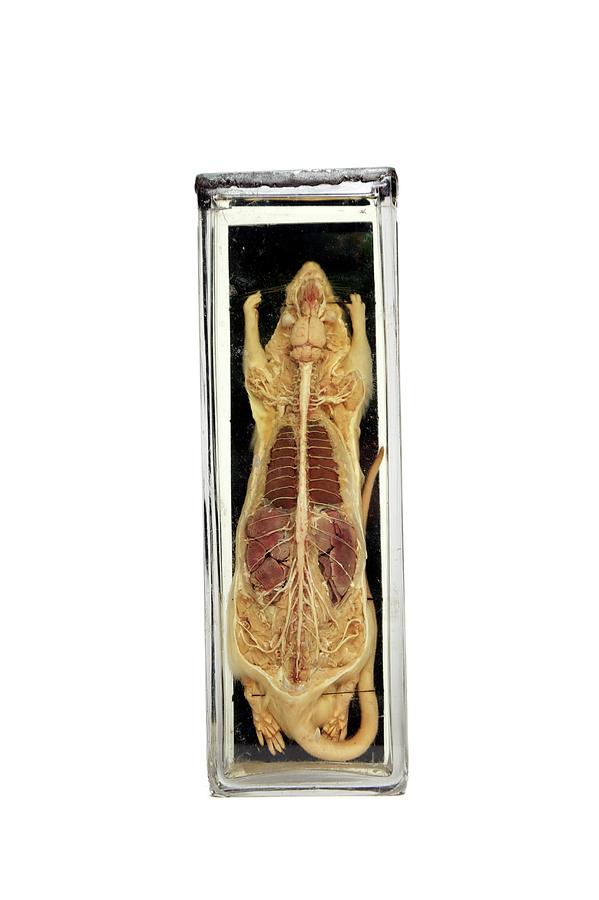 Bottle Photograph - Dissected Rat by Gregory Davies