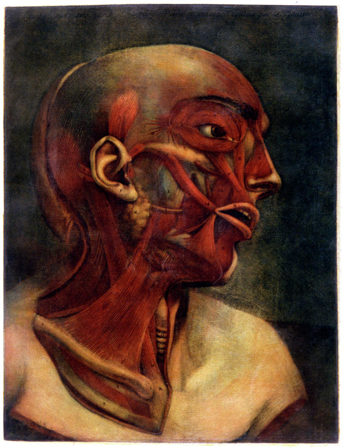 Neck Photograph - Dissection Of The Face Muscles by Cci Archives/science Photo Library