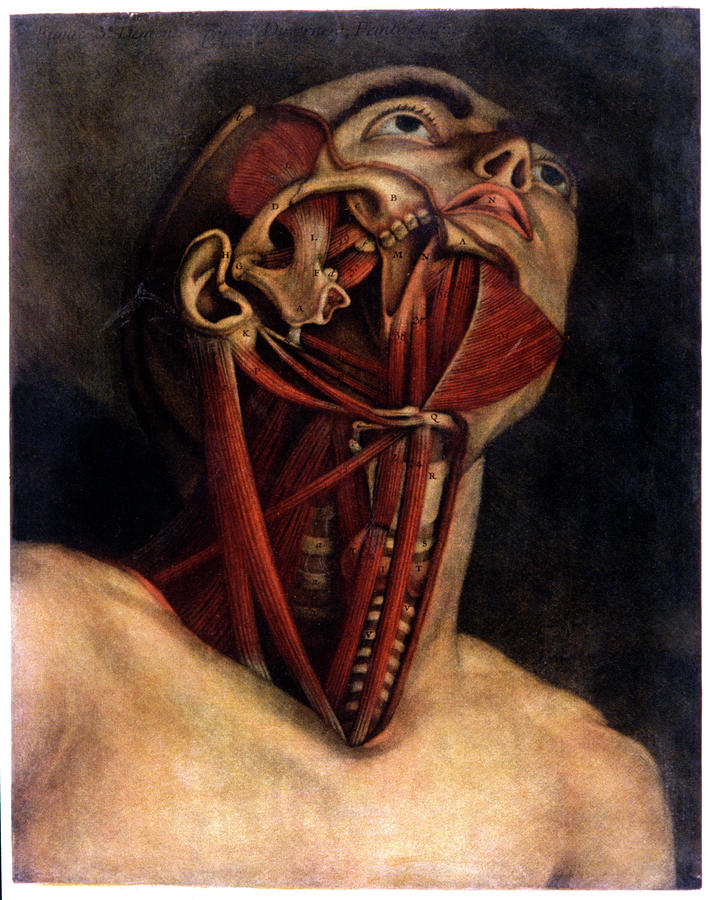 Neck Photograph - Dissection Of The Head And Neck by Cci Archives/science Photo Library