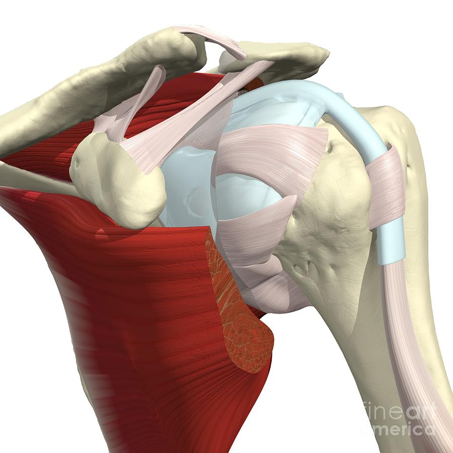 Dissection Of The Shoulder Joint Photograph By Medical Images 