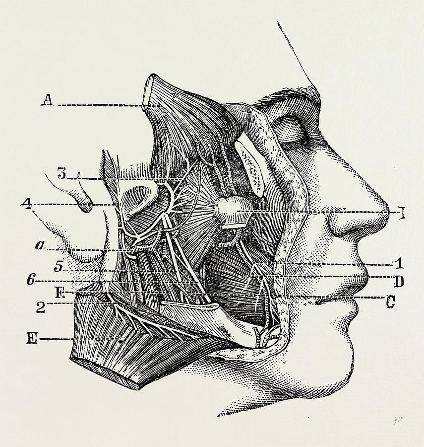 Dissection Of The Third Division, Medical Equipment Drawing by Litz ...