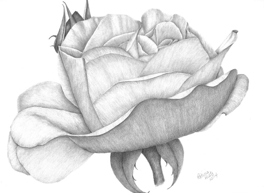 Summer Drawing - Distant Drum Rose Bloom by Patricia Hiltz