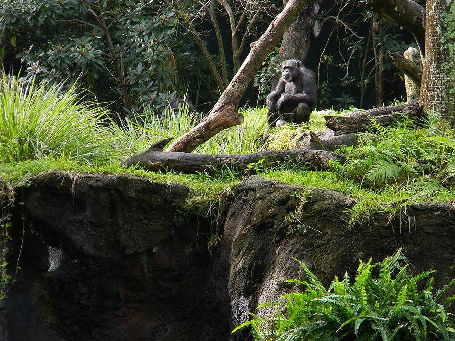 Distant Gorilla Photograph by Warren Thompson