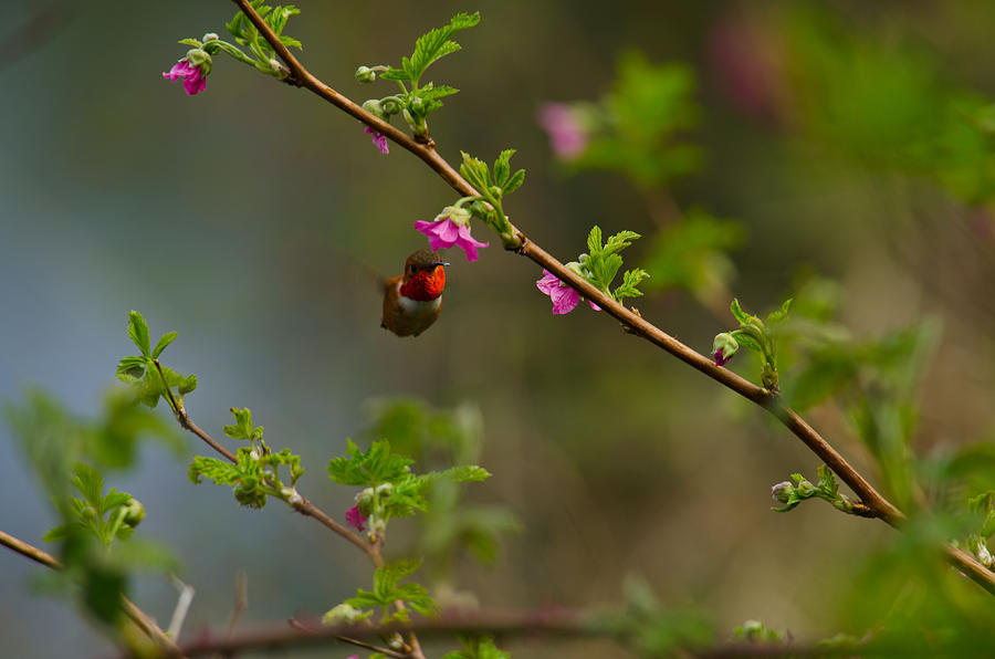 Distant Hummingbird Photograph by Tikvahs Hope