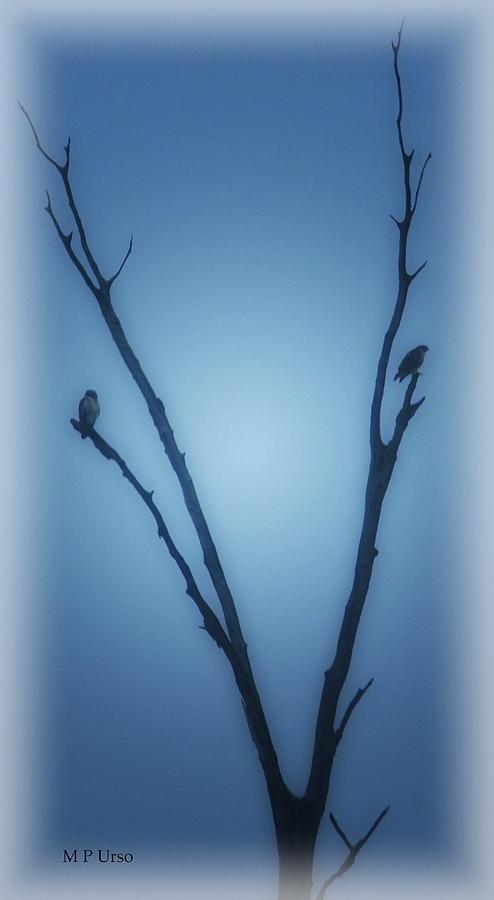 Bird Photograph - Distant Night Hawks by Maria Urso