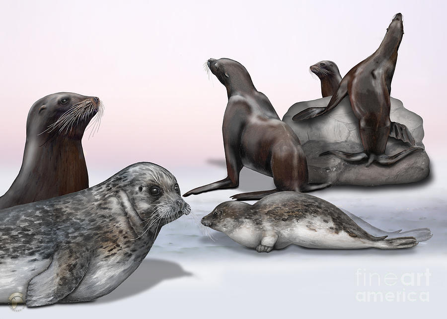 Template - Zoo or Nature Interpretation Panel - Eared- Otariidae and Earless Seals Phocidae  Painting by Urft Valley Art  Matt J G  Maassen-Pohlen