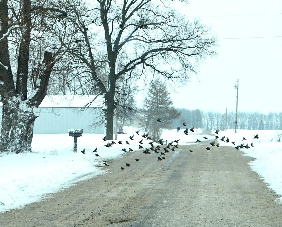 Disturbing the Flock Photograph by Julie Dant