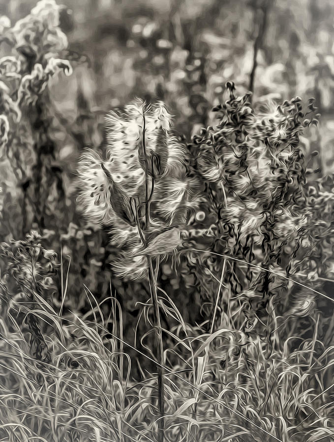 Weeds Photograph - Ditch Beauty Oil sepia by Steve Harrington