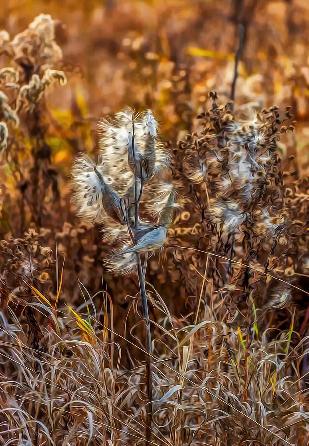 Weeds Photograph - Ditch Beauty Oil by Steve Harrington