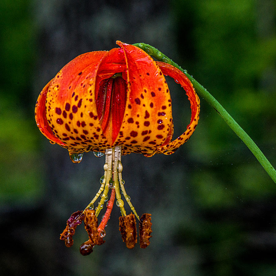 Lily Photograph - Ditch Flower by Paul Freidlund