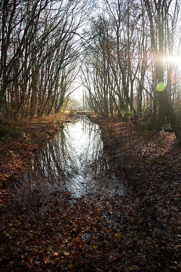 Ditch In Autumnal Forest Photograph by Roel Meijer