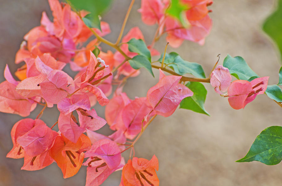 Flower Photograph - Diva Bougainvillea by Jean Booth