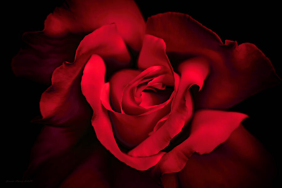 Nature Photograph - Haunting Red Rose Flower by Jennie Marie Schell