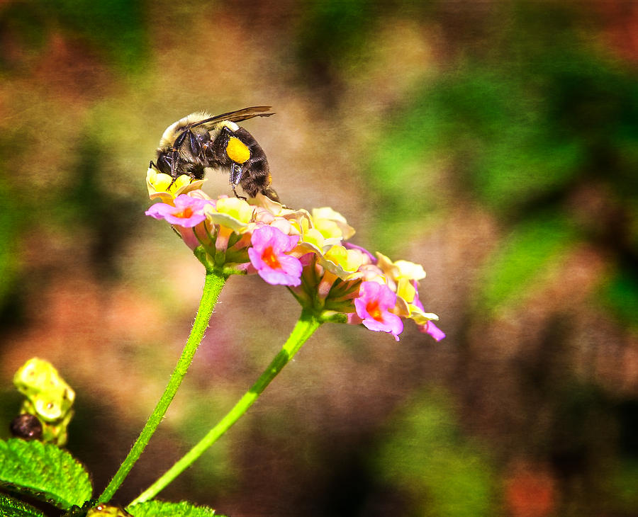 Dive Right In Honey Photograph by Mark Andrew Thomas Dive Right In Honey Photograph by Mark Andrew Thomas