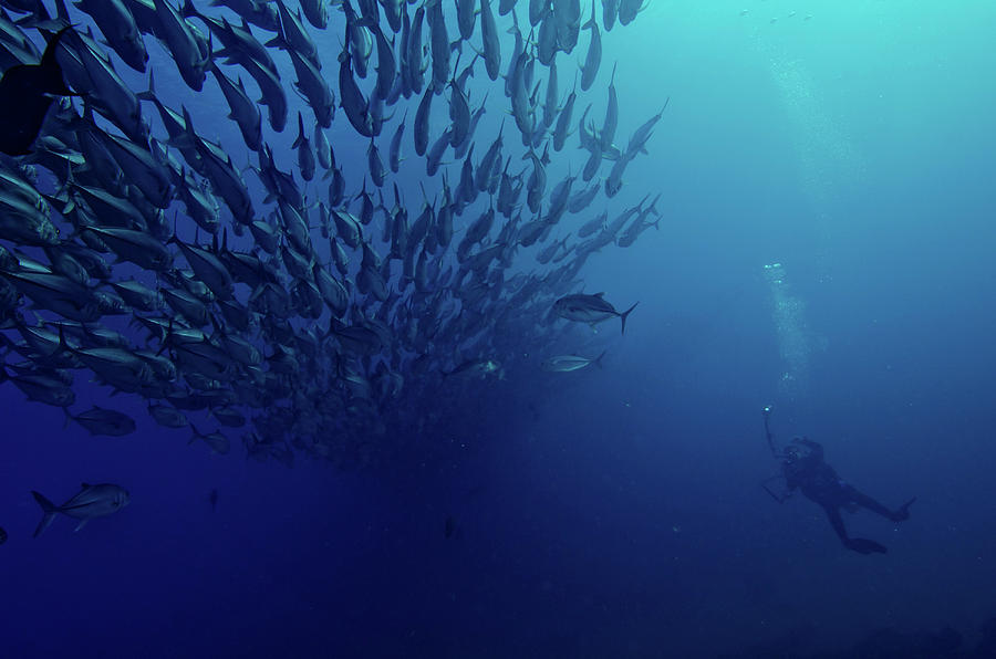 Diver Photographs A Massive School Photograph by Brent Barnes - Fine ...