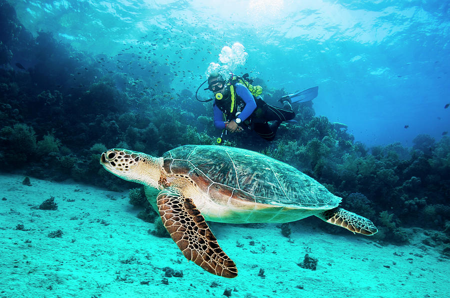 Diver With Green Sea Turtle Photograph by Georgette Douwma