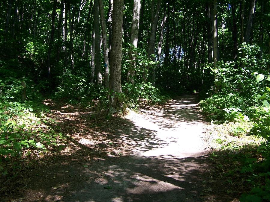 Summer Photograph - Diverging Path in the Woods by Kathleen Luther