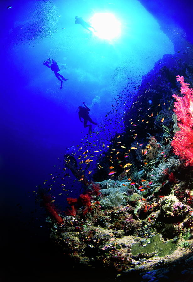 Divers On A Coral Reef Photograph by Lionel, Tim & Alistair/science Photo Library