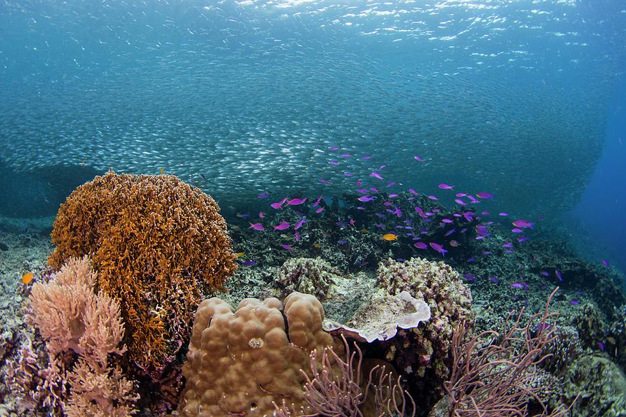 Fish Photograph - Diverse Coral Reef In The Philippines by Scubazoo