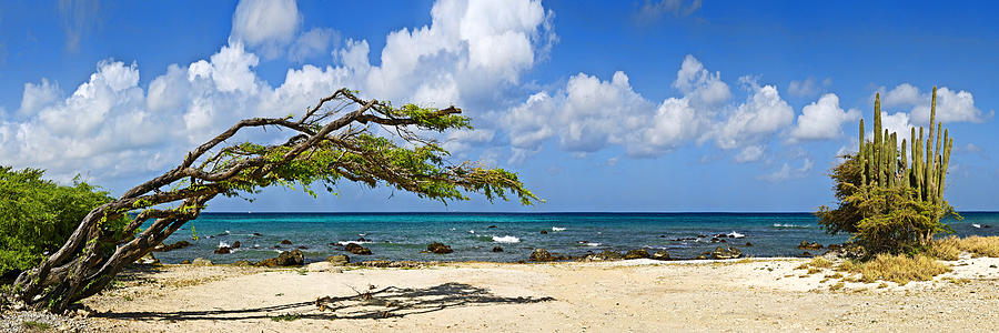 Beach Photograph - Divi Divi Tree Caesalpinia Coriaria by Panoramic Images