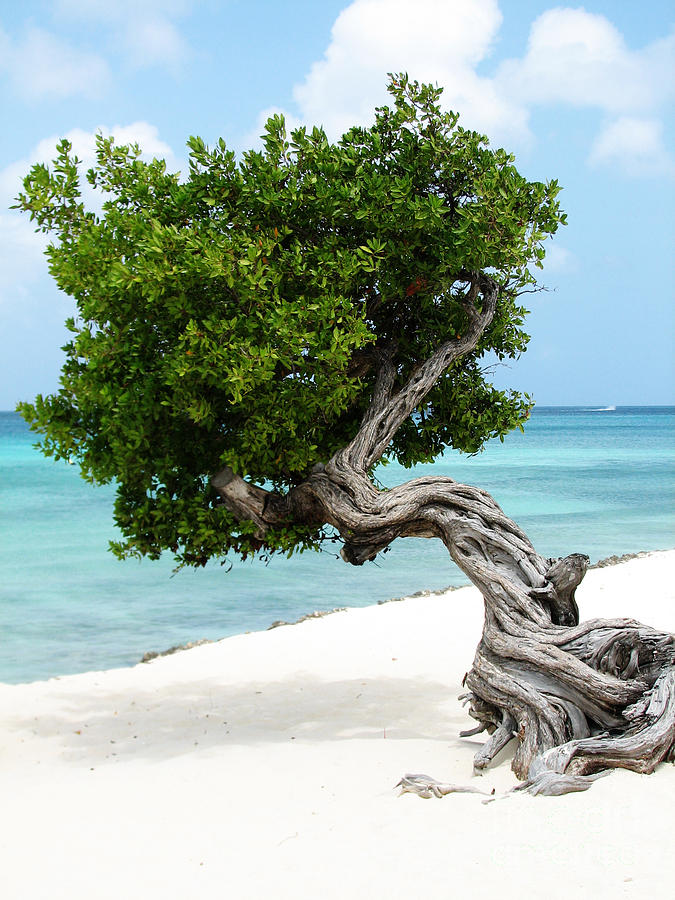 Divi Divi Tree in Aruba Photograph by DejaVu Designs