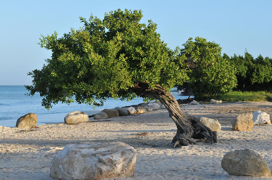 Divi divi tree Photograph by Jay Seeley