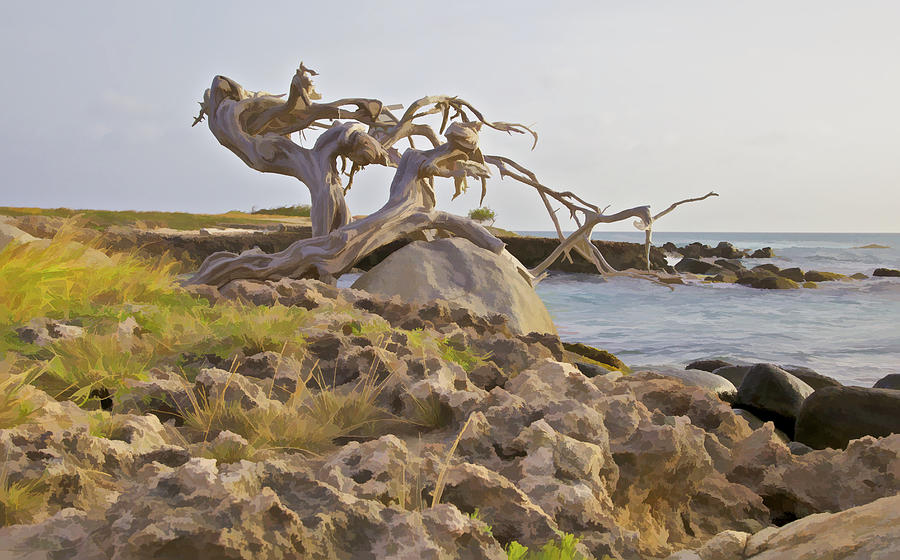 Divi Divi Tree on the Coastline of Aruba Photograph by David Letts