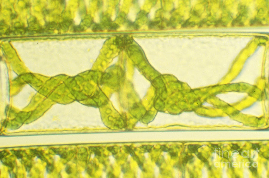 Dividing Cells Of Spirogyra Photograph by James M. Bell