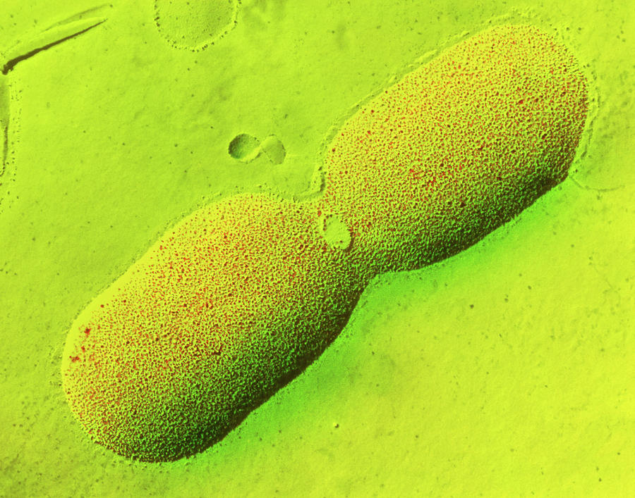 Dividing E. Coli Bacterium Photograph by Dr Tony Brain/science Photo Library