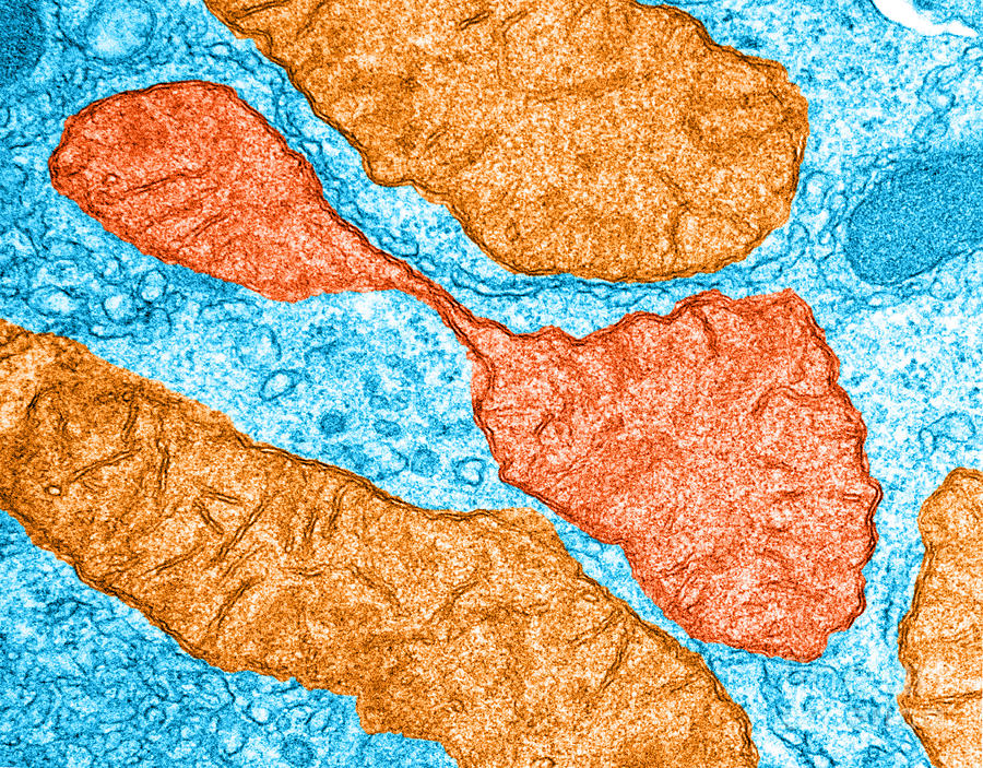 Dividing Mitochondrion, Liver Cell Tem Photograph by Omikron