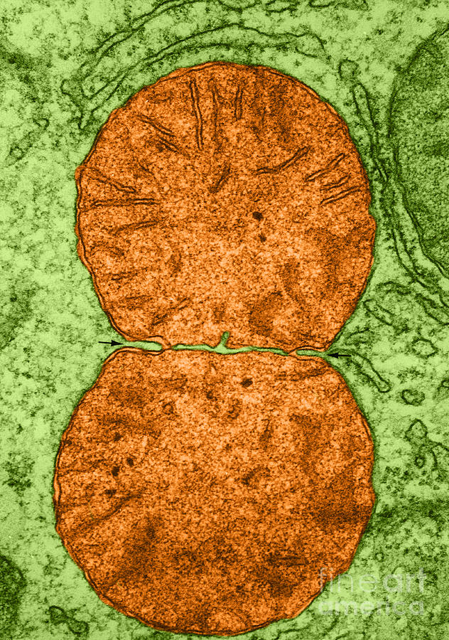 Dividing Mitochondrion Tem Photograph by Don W Fawcett