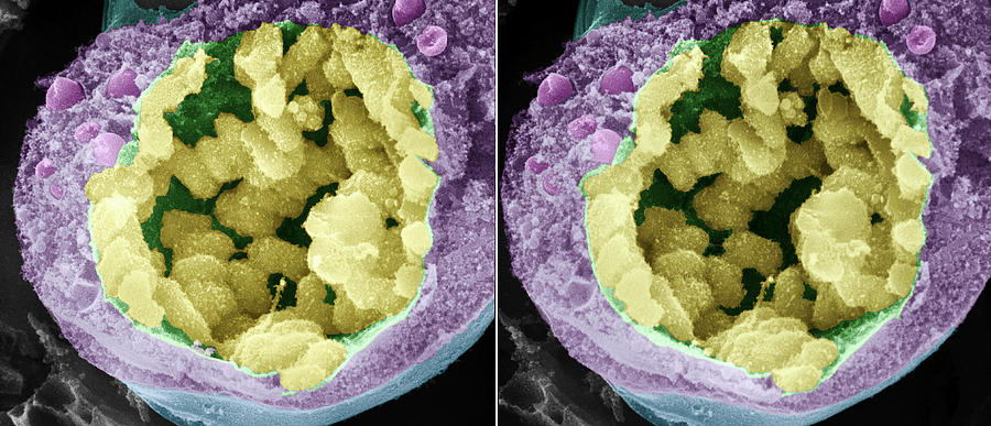 Nature Photograph - Dividing Pollen Cell by Professor T. Naguro
