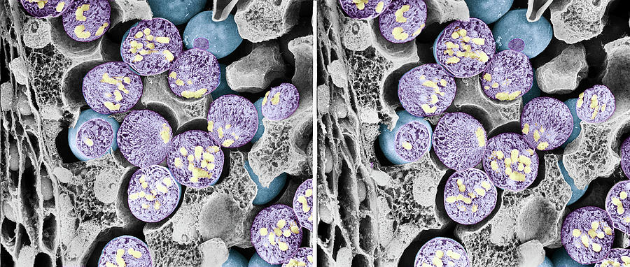 Nature Photograph - Dividing Pollen Cells by Professor T. Naguro
