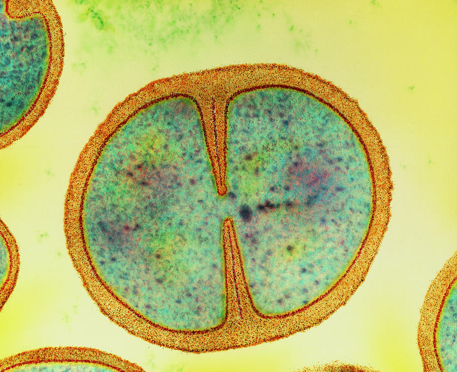 Dividing Staphylococcus Epidermidis Photograph By Dr Kari Lounatmaa