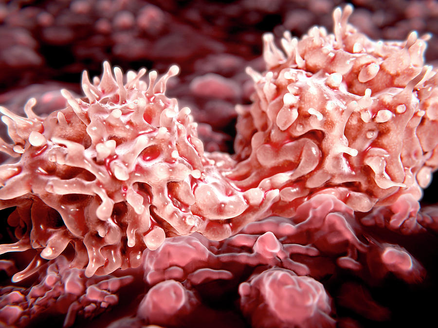 Dividing Stem Cells, Illustration Photograph by Juan Gaertner