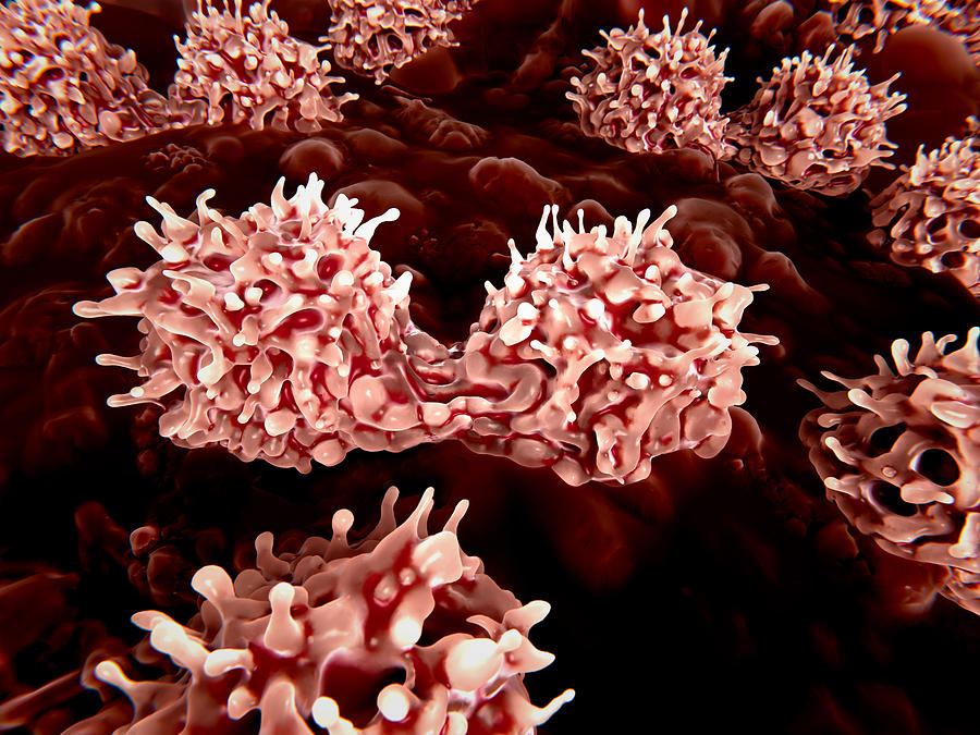 Dividing Stem Cells In The Bone Marrow Photograph by Juan Gaertner