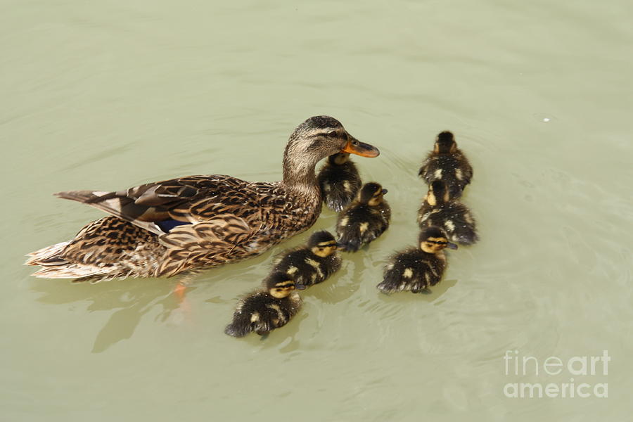 Nature Photograph - Divine Ducklings by Linsey Williams