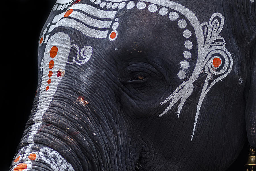 Divine Elephant Photograph by Vinodh Velayudhan - Pixels