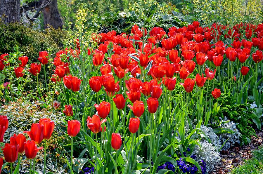 Tulip Photograph - Divine Garden...... by Tanya Tanski