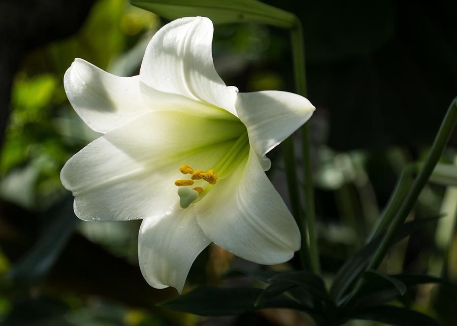 Divine Glow - Illuminated Pure White Easter Lily Photograph by Georgia Mizuleva