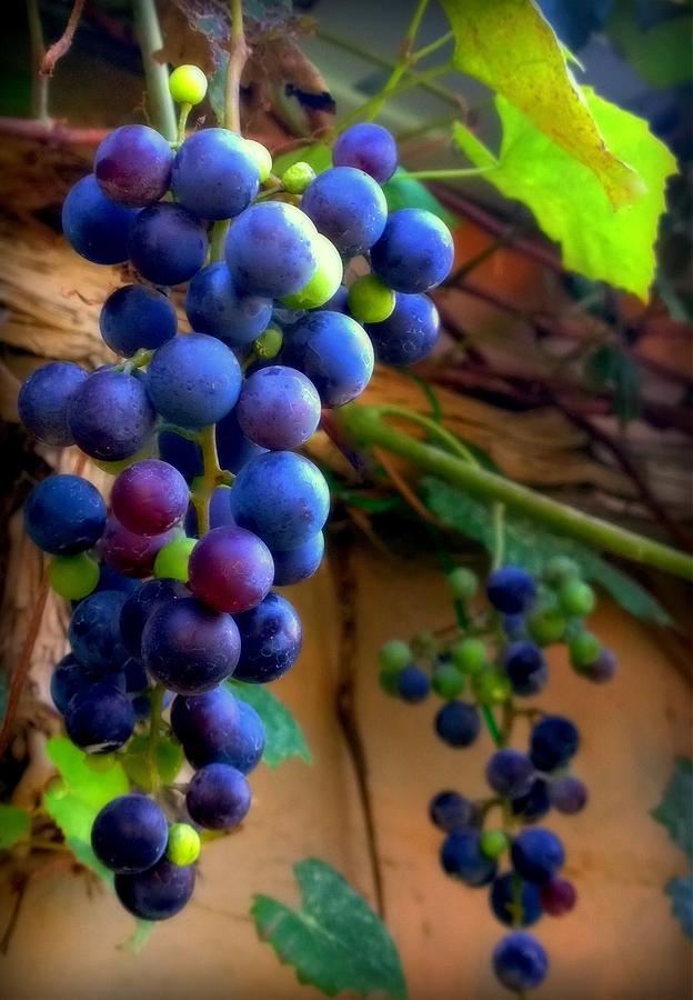 Grape Photograph - Divine Perfection by Karen Wiles