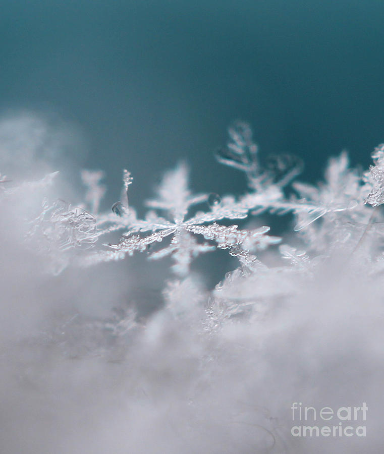 Divine Snowflake Photograph by Stacey Zimmerman