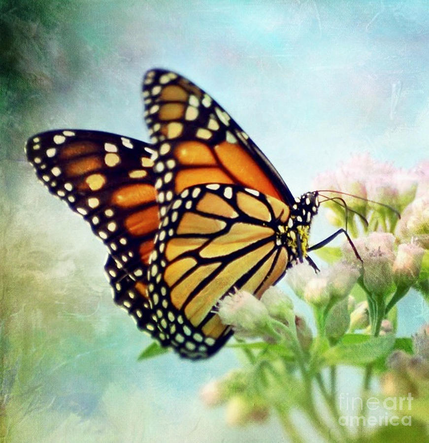 Butterfly Photograph - Divine Things by Kerri Farley