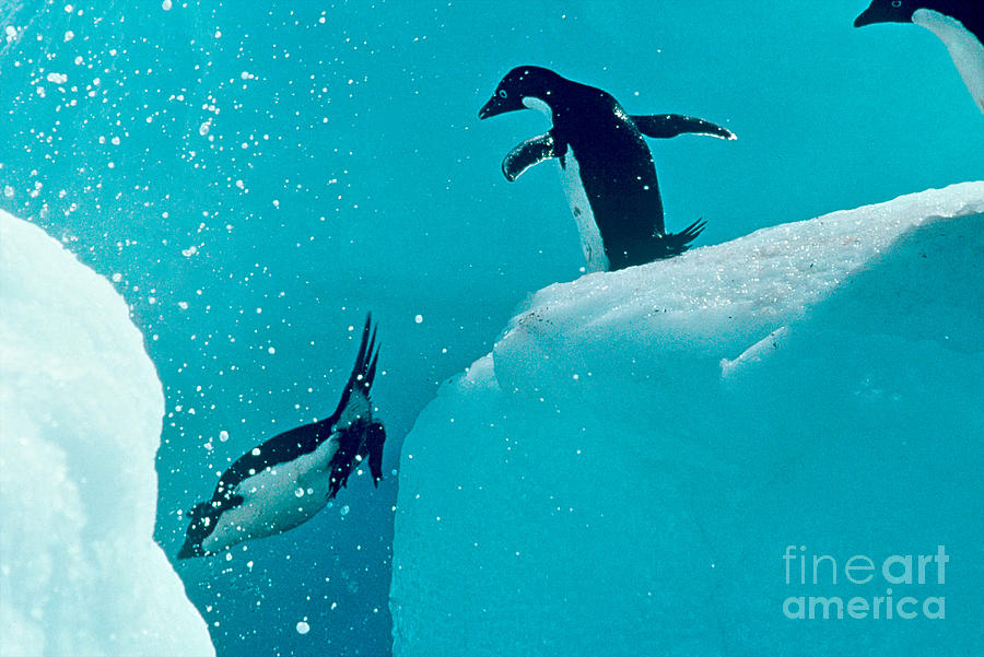 Diving Adelie Penguins Photograph by Connie Bransilver