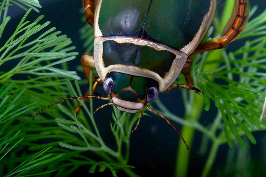 Diving Beetle Photograph by Dirk Ercken