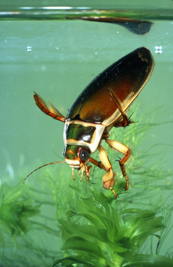 Diving Beetle Photograph by Perennou Nuridsany