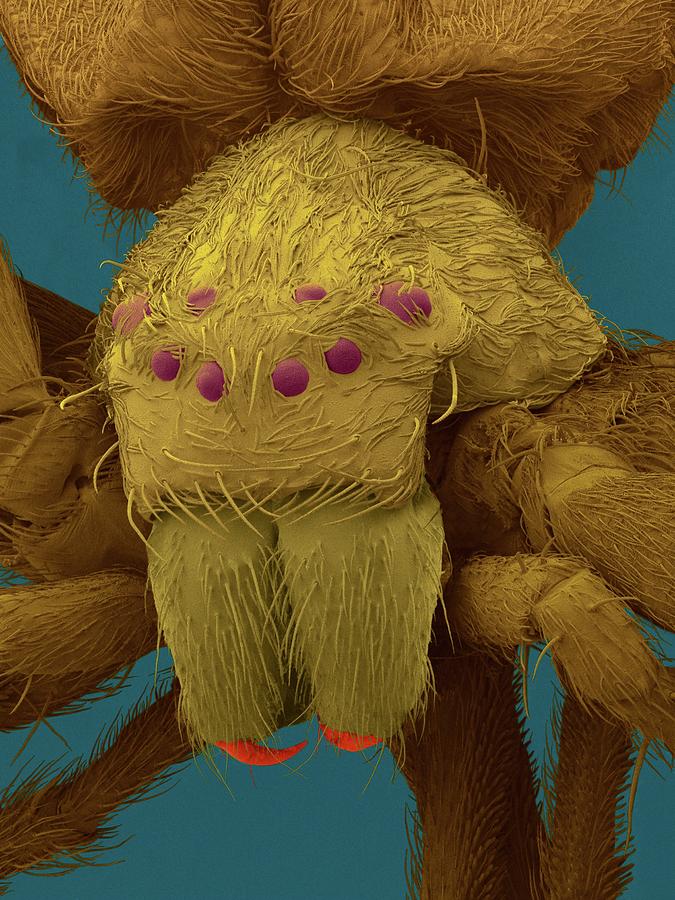 Diving Bell Spider (argyroneta Aquatica) Photograph by Dennis Kunkel Microscopy/science Photo Library
