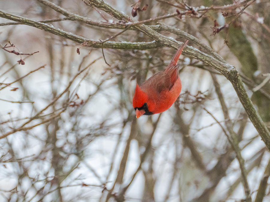 Diving Cardinal  Photograph by Holden The Moment
