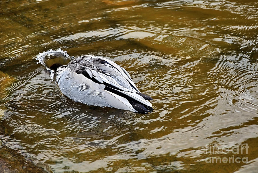 Duck Photograph - Diving Duck by Kaye Menner