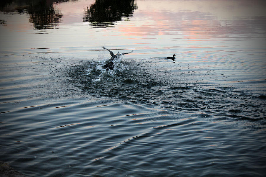 Diving Ducks Photograph by Audrey Robillard